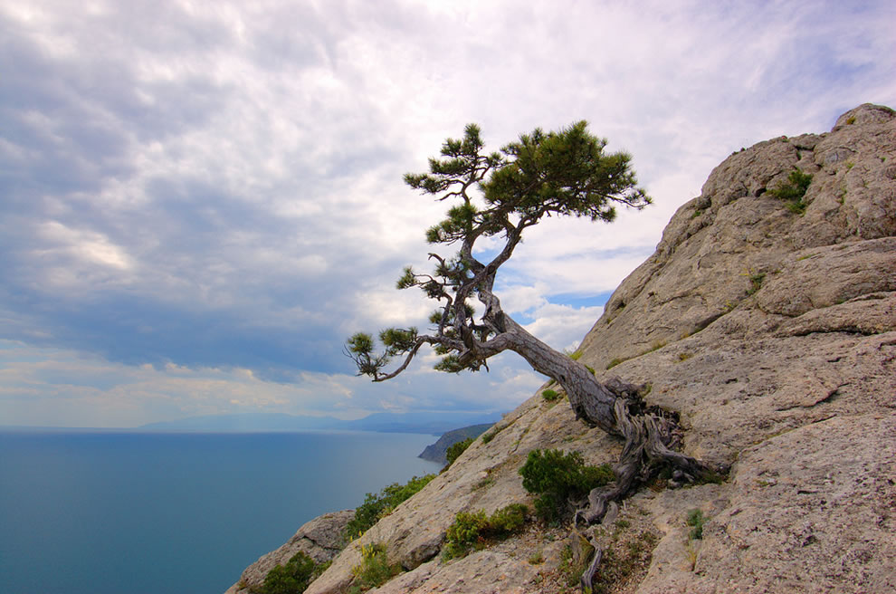 Black-Sea-and-tree-growing-on-the-rocks-of-the-Crimean-Mountains