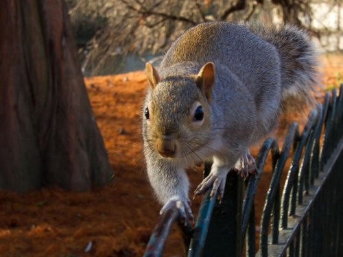 squirrel-walking-the-line